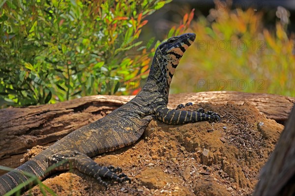 Lace monitor a