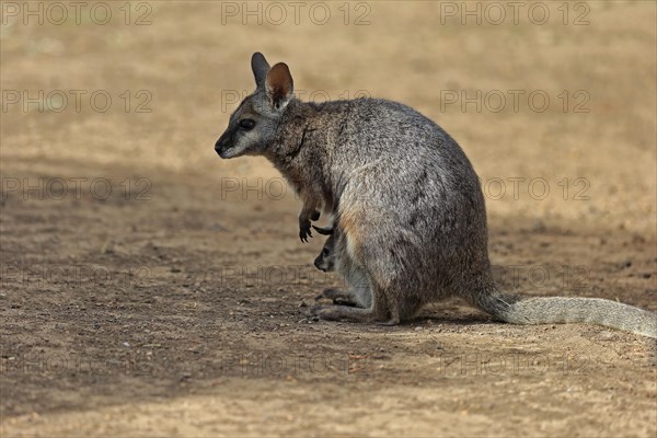 Derby wallaby