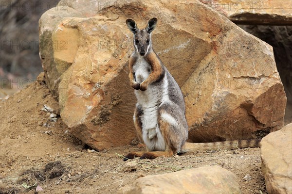 Yellow-footed rock-wallaby