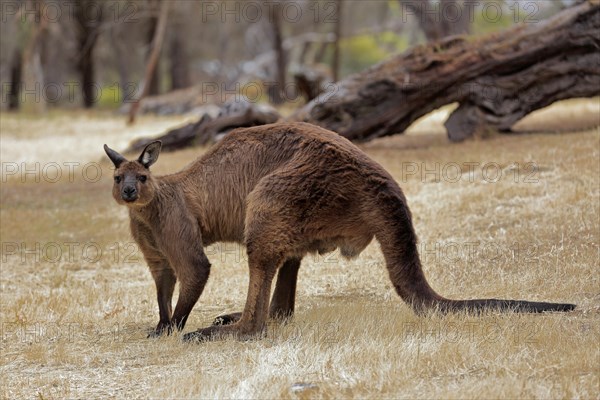 Kangaroo Island kangaroo