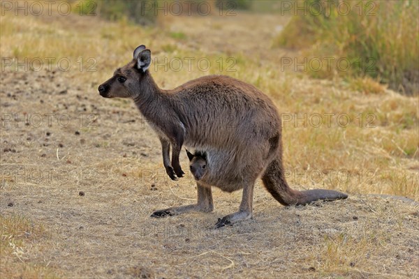 Kangaroo Island grey kangaroo