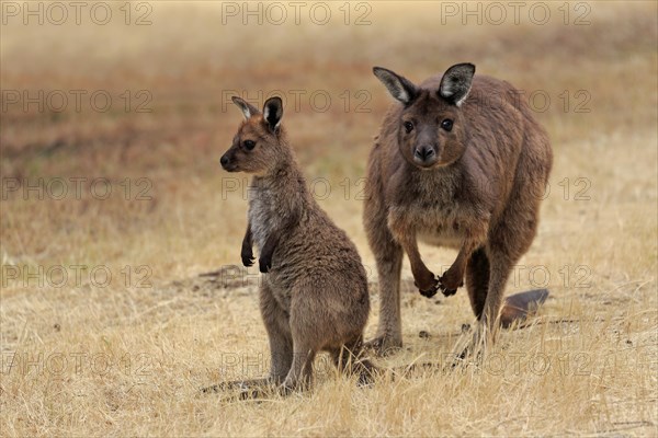 Kangaroo Island grey kangaroo