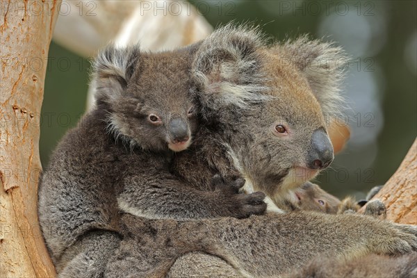 Koalas