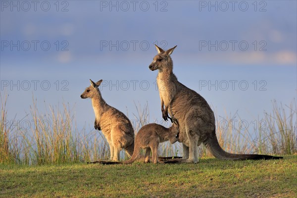 Eastern grey kangaroo