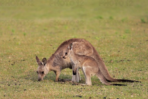 Eastern giant grey kangaroo