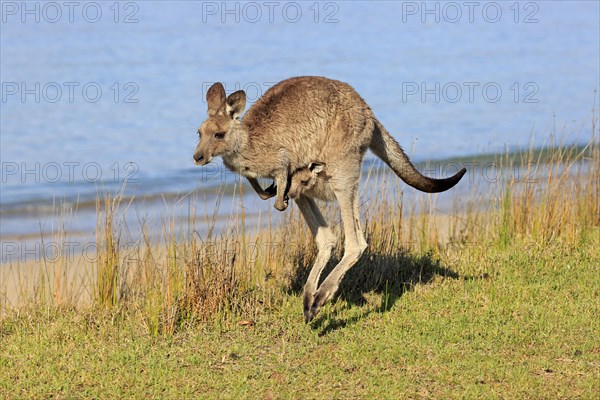 Eastern grey kangaroo