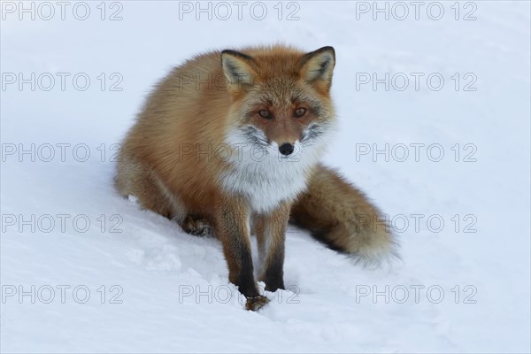 Ezo red fox