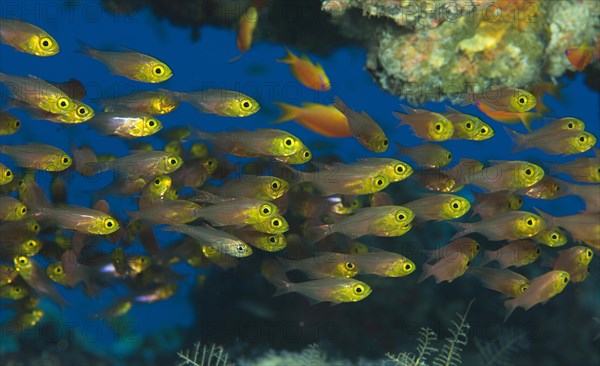 Shoal of Golden Glassfish