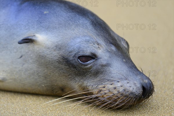 Galapagos sea lion