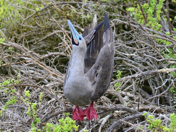 Courting red-footed booby