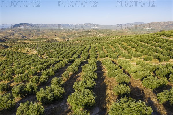 Cultivated olive trees