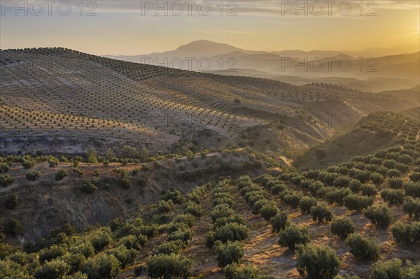 Cultivated olive trees