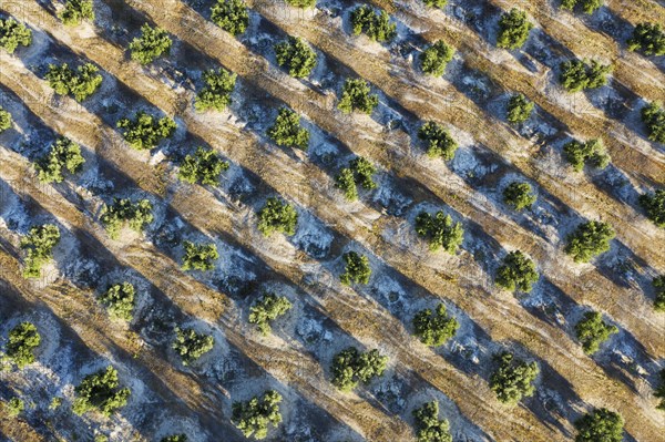 Cultivated olive trees