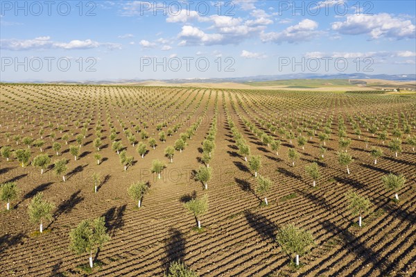 Cultivated young olive trees