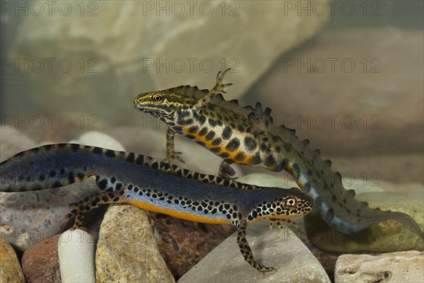 Common newt