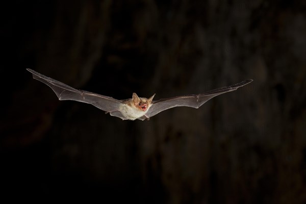 Lesser mouse-eared bat