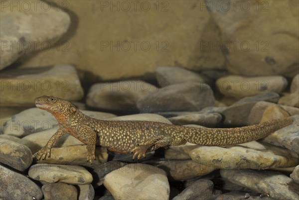 Pyrenean brook salamander