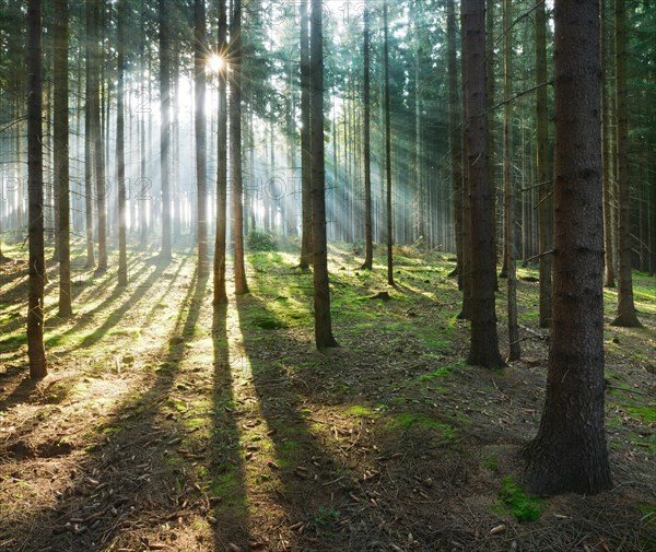 Light-flooded spruce forest