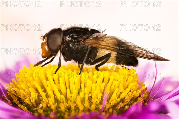 Macro Focus Stacking