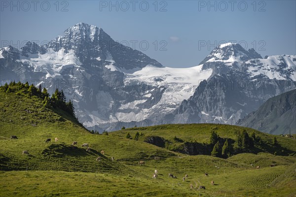 Cows on a mountain pasture