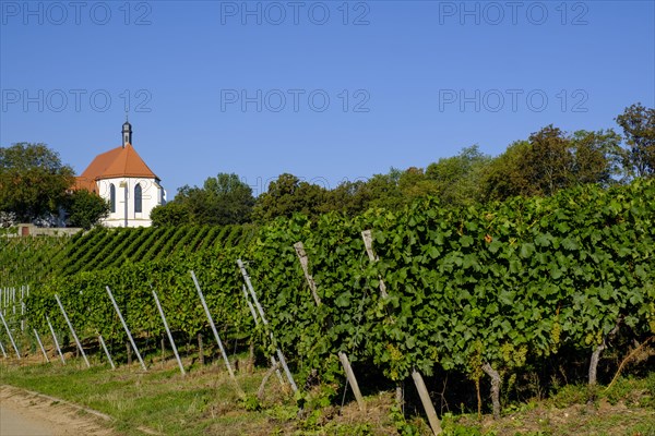 Vineyard with Vogelsburg with church Mariae Schutz