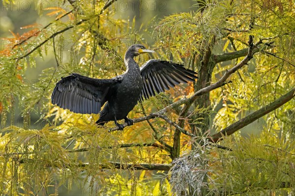 Great cormorant