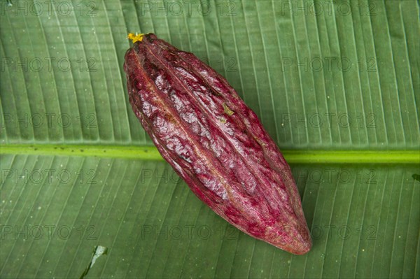 The cocoa bean