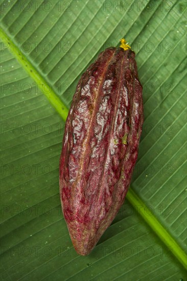 The cocoa bean