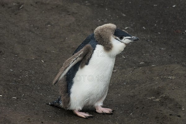 Chinstrap Penguin chick