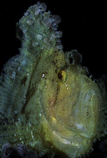 Leaf scorpionfish