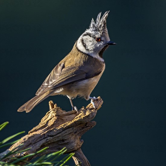 Crested tit