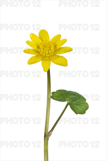 Flowering spring lesser celandine