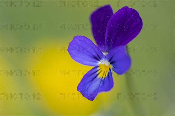 Horned pansy