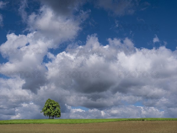 Lonely pair of trees in a meadow under thunderclouds