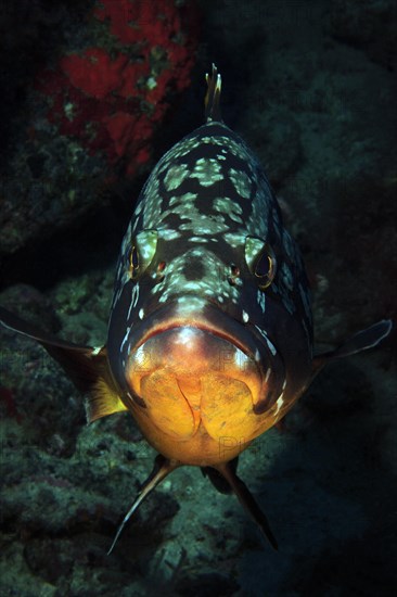 Dusky Grouper