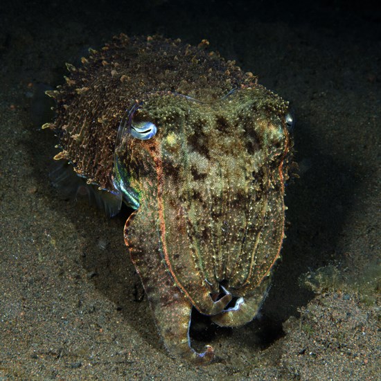 Broadclub Cuttlefish