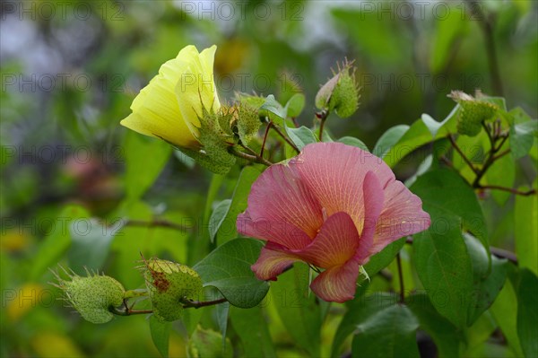 Flowers of Galapagos cotton