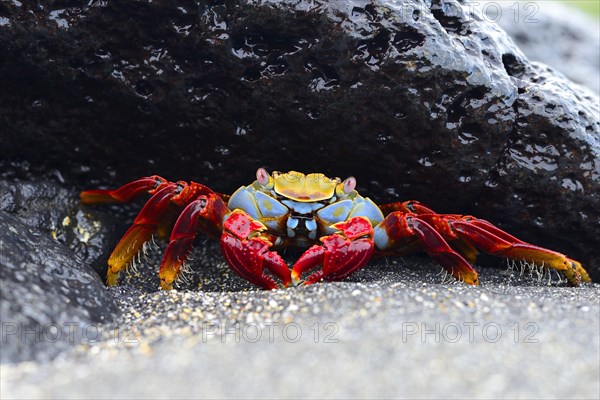 Red rock crab