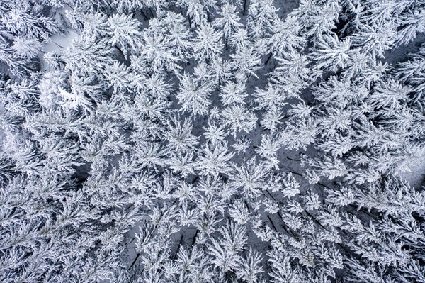 Snowy conifers