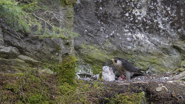 Peregrine falcon Falcon