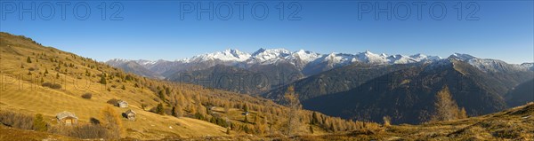 Autumn larch meadows