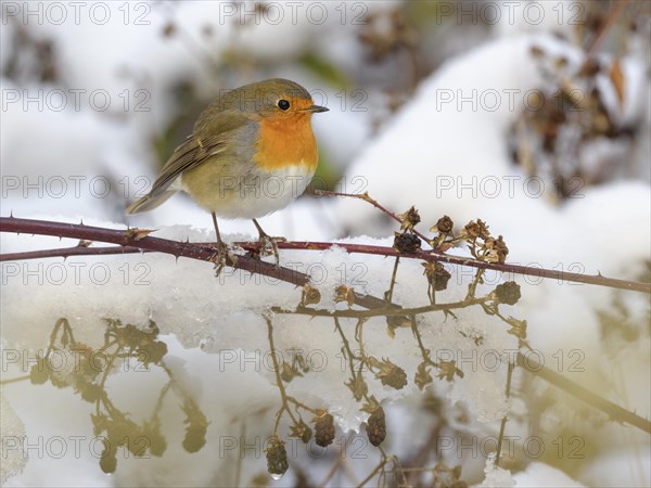 European robin