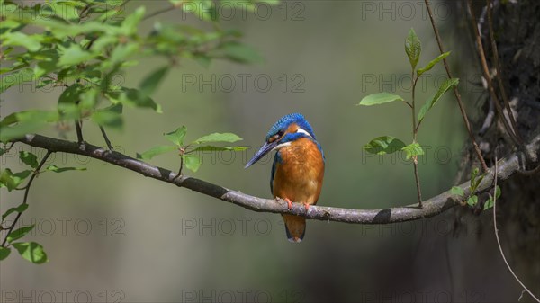 Common kingfisher