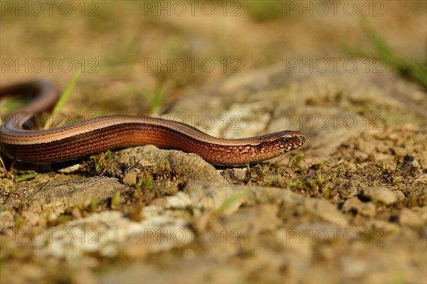 Slow worm