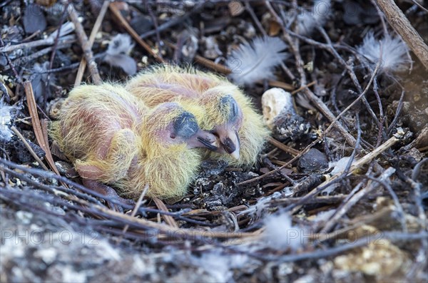 Newly hatched chicks of the urban pigeon in the nest