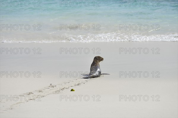 Galapagos sea lion