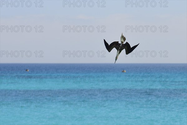 Nazca Booby