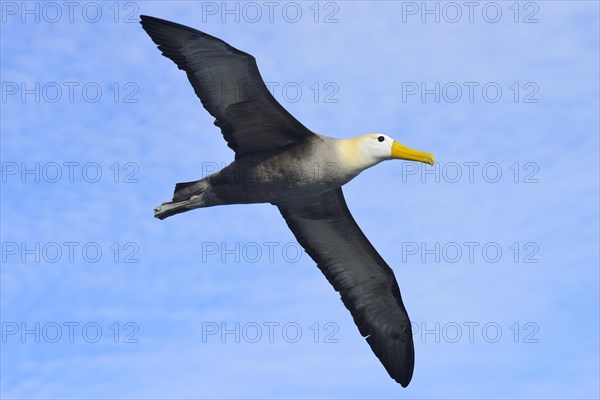 Waved albatross