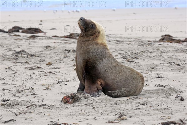 Australian sea lion