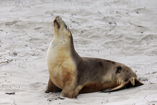 Australian sea lion